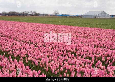 Rows of pink tulips growing on a farm field  in South Holland province, The Netherlands Foto Stock