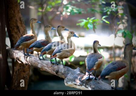 Gruppo di anatra fischiante minore in piedi su legno. Foto Stock