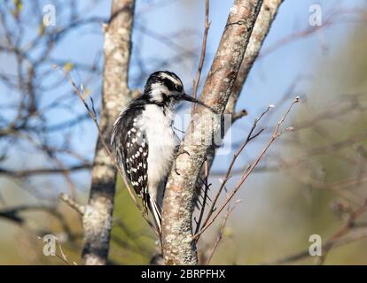 Una picchiatrice di legno peloso femminile in un albero in primavera Foto Stock
