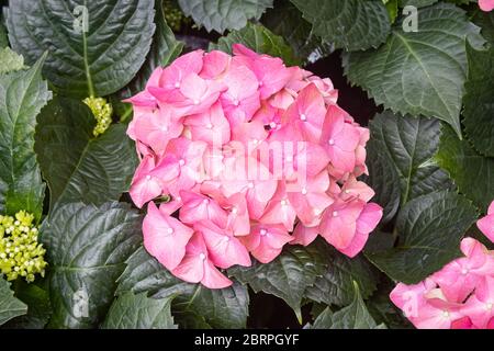 Rosa Hydrangea Fiore in Giardino in cornice Centro. Fiore naturale di Hydrangea o bouquet di Hydrangea con sfondo verde delle foglie Foto Stock