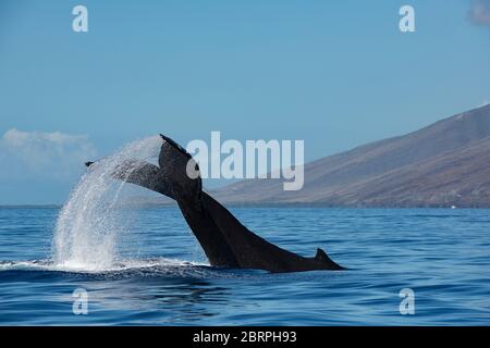 Megattere, Megaptera novaeangliae, fluke schiapping o lobtailling, Maui occidentale, Hawaii, Hawaii Humpback Whale National Marine Sanctuary, USA Foto Stock