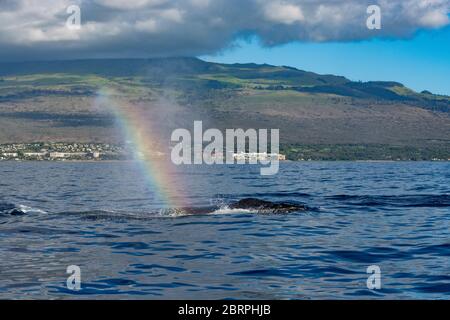 Il beccuccio o il colpo da una balena di ritorno, Megaptera novaeangliae, è sospeso nell'aria, rifrangendo un arcobaleno o una balena, Kihei, Maui, Hawaii, Hawai Foto Stock