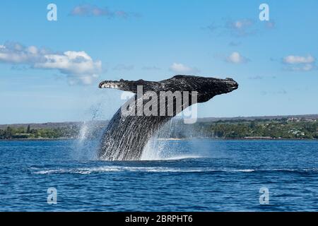 Megattere, Megaptera novaeangliae, bracconaggio, Kihei, Maui, Hawaii, Hawaii Humpback Whale National Marine Sanctuary, USA ( Oceano Pacifico Centrale ) Foto Stock