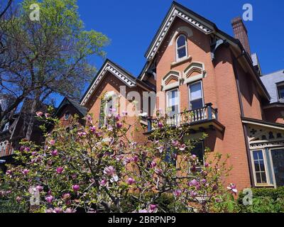 Case in stile gotico vittoriano con albero di magnolia in fiore Foto Stock