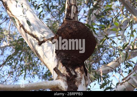 Nido arboreo di termite bianca su Paperbark piangente (Melaleuca Leucadendra) Trunk Foto Stock
