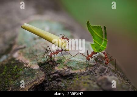 Formiche tagliafoglie, Acromyrmex echinatior, nella lussureggiante foresta pluviale del parco nazionale di Soberania, Repubblica di Panama, America Centrale. Foto Stock