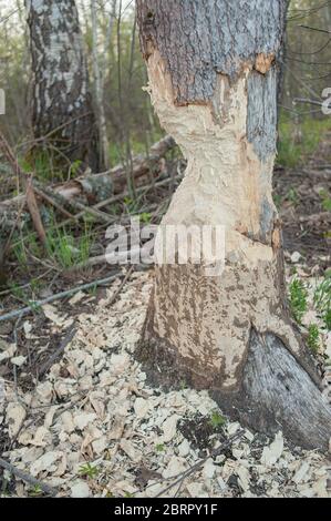 Albero con segni di denti castori. Danni agli alberi che colano. Attività negativa di castori nel bosco. Foto Stock