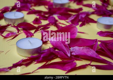 Petali di peonia di colore rosa e candele di tè bianche, sfondo. Peonie di Borgogna, piatto, matrimonio floreale, concetto di sfondo giorno di San Valentino Foto Stock