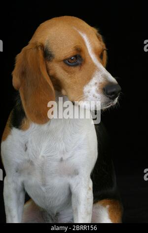 Ritratto di un cane baquila tricolore su sfondo nero che guarda via Foto Stock