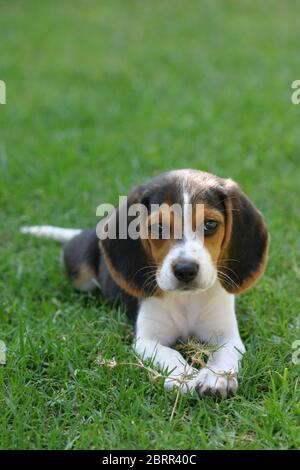 Cucciolo di Beagle adagiato su un cortile verde d'erba Foto Stock