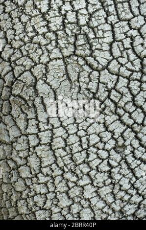 Primo piano di corteccia leggera su un albero di cenere bianco, Fraxinus americana, che assomiglia alla pelle di elefante! Sarebbe un buon background. Tre viste fornite. Foto Stock