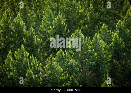 Vegetazione verde nella foresta pluviale del parco nazionale di Soberania, Repubblica di Panama. Foto Stock