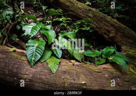 Piante nella stagione secca, nel sottopiano della foresta pluviale nel parco nazionale di Soberania, Repubblica di Panama. Foto Stock