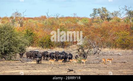 Mandria di bufali africani e impala nel Parco Nazionale Kruger, Sudafrica; famiglia di caffer Specie Syncerus di Bovidae Foto Stock