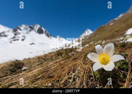 anemone bianco alpino (pulsatilla alpina) in fiore con montagne innevate e cielo blu Foto Stock
