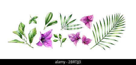 Acquerello floreale set di elementi. Fiori di bouganville rosa, ramo di albero, foglie di palma. Disegno tropicale floreale dipinto a mano. Illustrazioni botaniche Foto Stock
