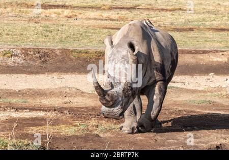 Rinoceronte bianco con uccelli di bubeccano sulla schiena, camminando attraverso il Parco Nazionale del Lago Nakuru, Kenya. Foto Stock