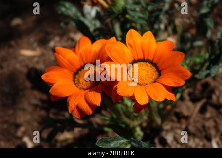 Due fiori d'arancio in fiore Foto Stock