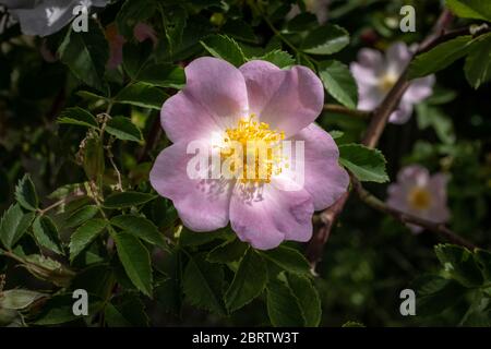 Un fiore singolo di rosa canina - Rosa canina, fiore rosa con sfondo verde scuro sfocato, Francia Foto Stock