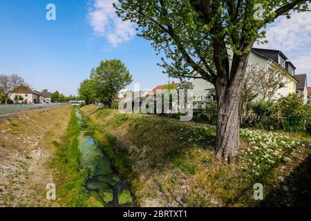 Recklinghausen, Ruhr, Renania Settentrionale-Vestfalia, Germania - corso d'acqua rinaturalizzato, Hellbach appartiene al sistema fluviale Emscher e quindi a t. Foto Stock