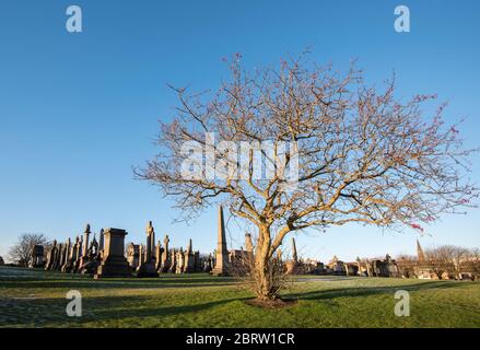 Cimitero della necropoli di Glasgow in inverno. Foto Stock