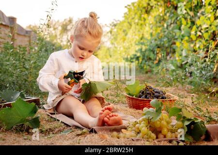 Vendemmia. La bambina raccoglie la vendemmia in estate al tramonto. Ritratto di bella bambina caucasica 3 anni bionda riccia Foto Stock