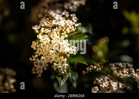 WASP decollo dal fiore viburnum durante la stagione di fioritura Foto Stock