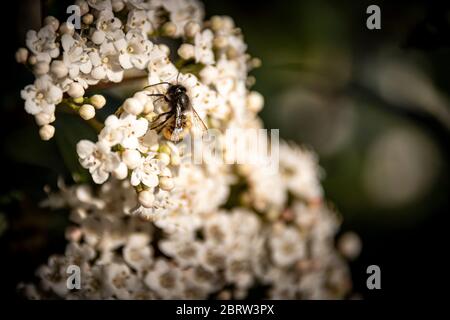 Primo piano di miele-ape su fiore viburnum durante l'impollinazione Foto Stock