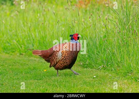 Fagiano maschio in una foresta di giardino di Dean UK Foto Stock