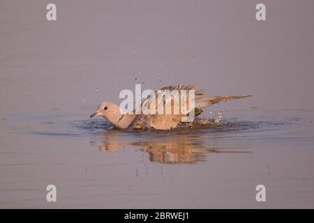 Collarred dove (Streptopelia decaocto) si bagna in acque fotografate alla riserva naturale di Ein Afek, Israele Foto Stock