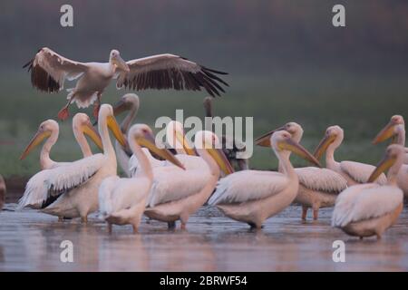 Un gregge di grandi pellicani bianchi (Pelecanus onocrotalo) nell'acqua fotografata nella Riserva Naturale di Ein Afek, Israele in ottobre Foto Stock