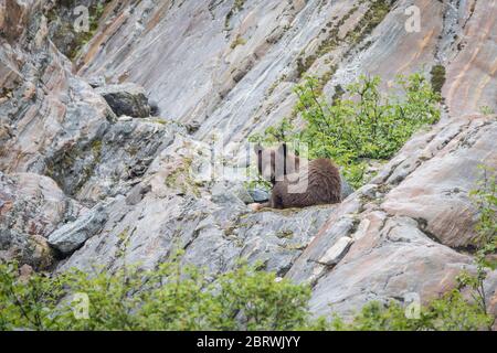 Un orso nero alla cannella, Ursus americanus, un morfo bruno di orso nero, si perza sulle scogliere accanto al ghiacciaio South Sawyer, Tracy Arm Fjord, Alaska, USA. Foto Stock