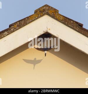 Casa martin volare al nido Foto Stock