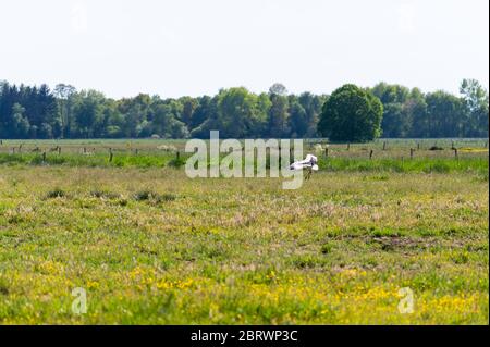 una cicogna atterra su un campo sotto il sole e cerca cibo per i suoi piccoli Foto Stock