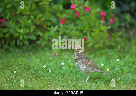 Song thrush (Turdus philomelos) in giardino Foto Stock