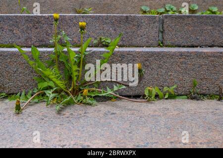 Pianta di dente di leone piccolo solitario sullo sfondo di scalini di granito ruvido. Tema ambientale, la pianta fa il suo senso alla luce attraverso le fessure dentro Foto Stock