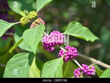 Pianta di Beautyberry viola che cresce in giardino botanico Foto Stock