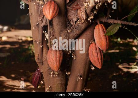 I cialde di cacao marrone sull'albero pendono sui rami vista ravvicinata Foto Stock