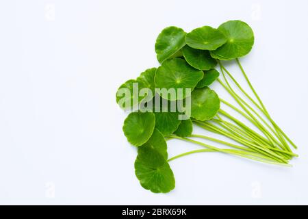 Foglie fresche di centella asiatica verde o pianta di pennywart dell'acqua Foto Stock