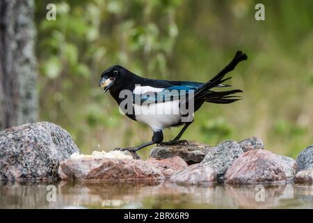 Magpie (Pica Pica) alla sua caccia di cibo per i nestlings, qui mangiando formaggio sulle rocce presso lo stagno Foto Stock