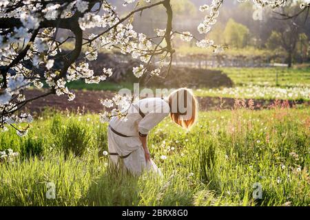 Donna in un prato fiorito in cerca di dente di leone Foto Stock