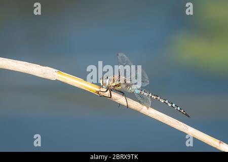 Un falco migrante libellula (Aeshna mixta) seduta su una canna secca, giorno di sole in autunno Foto Stock