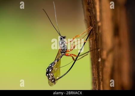 Una vespa femminile (Rhyssa persuasoria, Ichneumonidae) che si perfora nel legno per deporre le uova Foto Stock