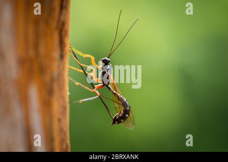 Una vespa femminile (Rhyssa persuasoria, Ichneumonidae) che si perfora nel legno per deporre le uova Foto Stock