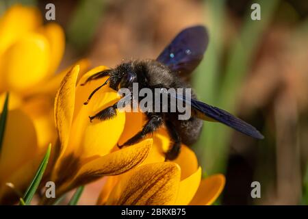 Una grande ape di falegname maschile (Xylocopa violacea) che si nuce su un crocus giallo, soleggiato giorno in primavera, Vienna (Austria) Foto Stock