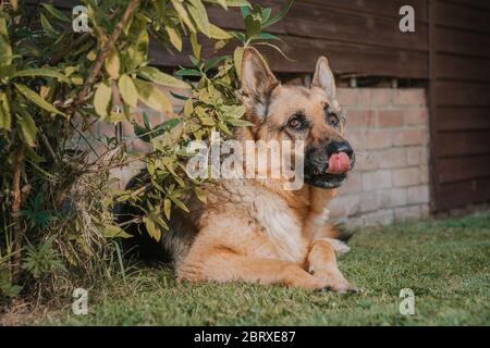 Cane Algerino Pastore che leccava le labbra Foto Stock
