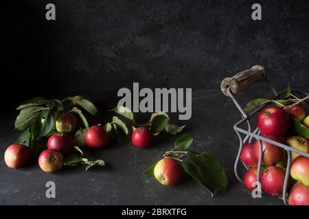 La natura morta dell'autunno con le mele colorate fresche su una piastra di pietra nera Foto Stock