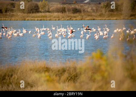 Enorme gregge di pellicani stanno riposando sulla scialpa al lago di Caratza Dimou Aigeirou vicino al villaggio di Fanari, regione di Xanthi nella Grecia settentrionale, soleggiato tardo pomeriggio autunnale. Fuoco selettivo poco profondo Foto Stock