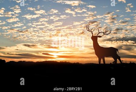 Silhouette di cervo in cima a una montagna con tramonto sullo sfondo. Foto Stock