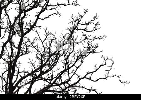 Silhouette di un albero senza foglie isolato su sfondo bianco. Foto Stock